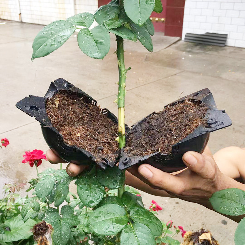 Seed Starter Tray - 식물 뿌리 공 전파 뿌리 상자
