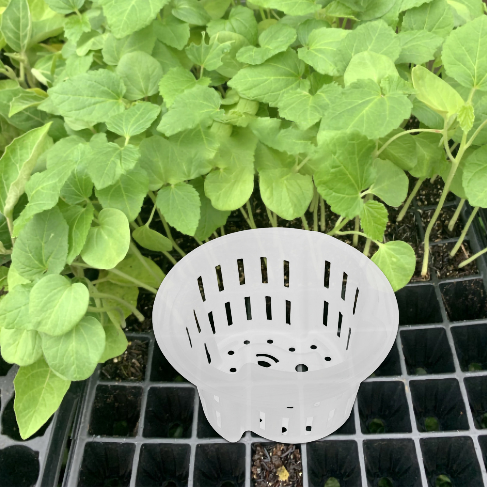 4개입, 두꺼운 플라스틱 망사 재질의 수경 재배용 화분 - Plant Pot 리뷰 및 가격