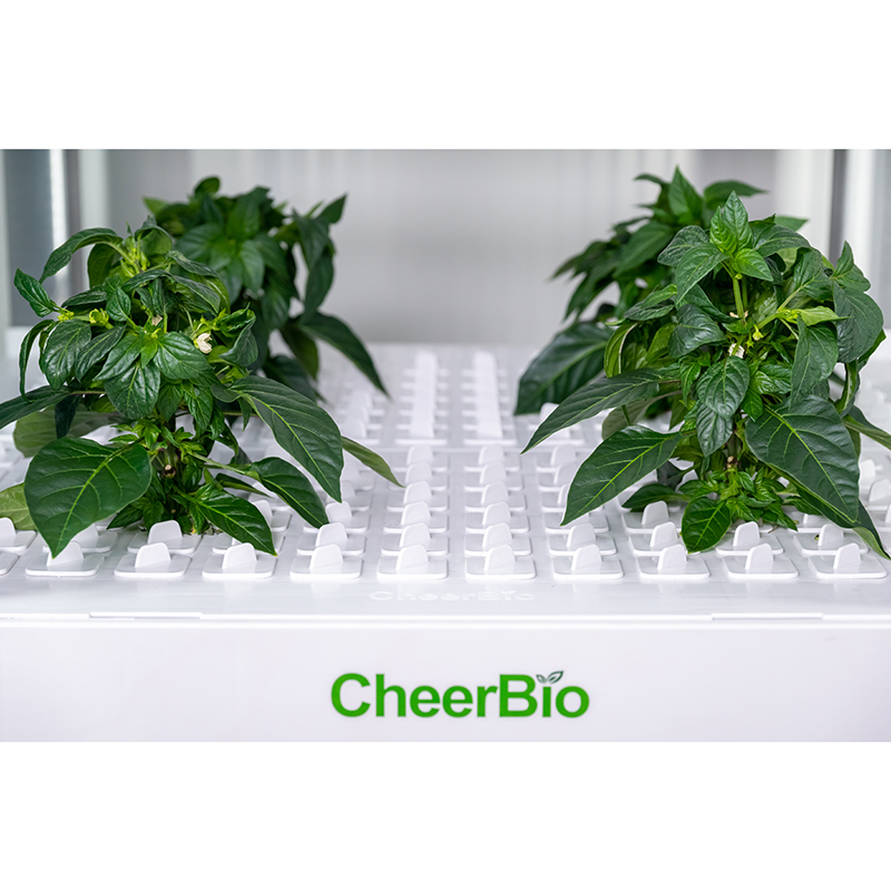 새로운 지능형 재배 시스템, 실내 스마트 가든, 수경  - Hydroponic Kit 리뷰 및 가격
